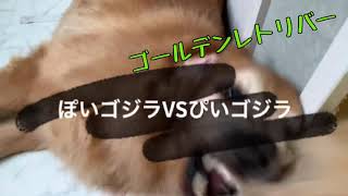 ちっちゃいゴジラ現わる‼︎ 《沖縄に住む3匹のゴールデンレトリバー：大型犬　多頭飼い》ぽい。すい。子犬のぴい。