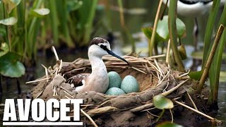 Avocet Habitat Exploring the Wetlands | Birds histrology