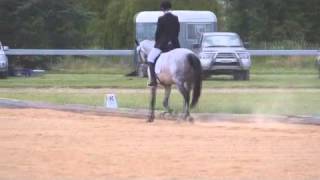 Highland Merlin - Goulburn Dressage 23rd Nov - Preliminary 1B