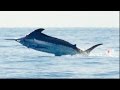 MARLIN GIGANTE 10 HORAS DE PELEA CABO ROJO 2015 HD