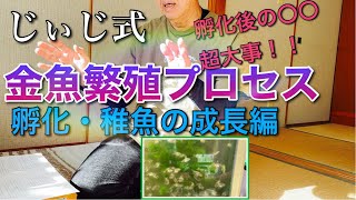 【金魚の繁殖】春に向けて‼︎じぃじ式金魚繁殖のプロセス　孵化・稚魚の成長編