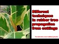 Different techniques in rubber plant propagation from cuttings