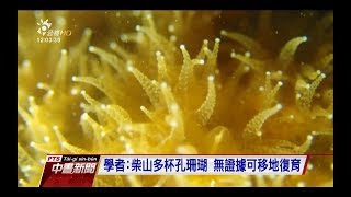 天然氣接收站地點藻礁移地復育？ 環團批　20171006 公視中晝新聞