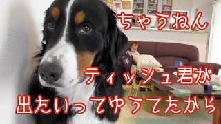 【犬のイタズラ】何となくティッシュの箱を噛んでたら怒られた　バーニーズマウンテンドッグ　 bernese mountain dog