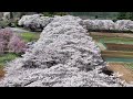 眞原桜並木 ドローン空撮 4k 残雪の南アルプスとどこまでも続く桜の道