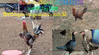 మెట్ట వాటం కోడి పిల్లలు అమ్మబడును 🐓🐔