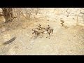 Amazing Wild Dogs with Puppies - 4K wildlife drone footage at Azura Selous