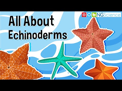 How are echinoderms more advanced than arthropods?
