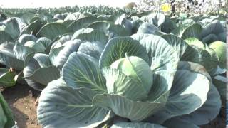 Kalash Seeds Cabbage