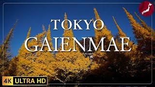 【4K】Walk in Gaienmae Tokyo Japan | 外苑前