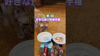 選手権🏆#cat #猫のいる暮らし #猫のいる生活 #猫好きさんと繋がりたい #猫 #猫動画 #ネコ #ねこ #shorts #にゃんこ #茶トラ #まるどら #にゃんすたぐらむ #茶トラ猫 #保護猫