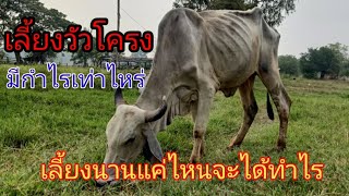 เลี้ยงวัว🐄โครงมีกำไรเท่าไหร่เลี้ยงนานแค่ไหนมีกำไร