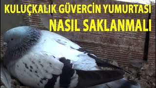 Kuluçkalık Güvercin Yumurtaları Kaç Gün Saklanabilir ?