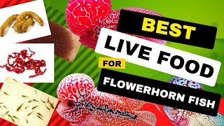 Best Live Food Para sa mga Flowerhorn Fish