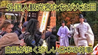 白馬が歩く日本の珍しい神事に外国人観光客たちが大注目。上賀茂大社