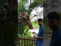 Feeding a Giraffe | singapore travel | #animalshorts #uditjainphotography