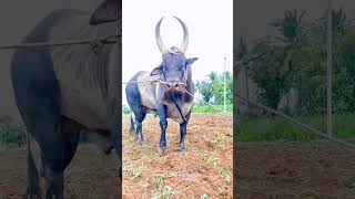 kangeyam Bull | பழைய வர்க்க காங்கேயம் மயிலை காளை