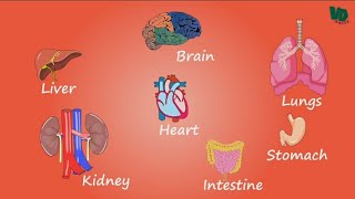 Vital Organs | Inner parts of Human body | உடல் உள் உறுப்புகள் | Science World | அறிவியல் உலகம் |