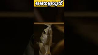 നല്ല വേട്ടക്കാരൻ🥵🥵🤔🙀😮😳😱😱😱😵🥵🥵🥵 || Archer fish ||