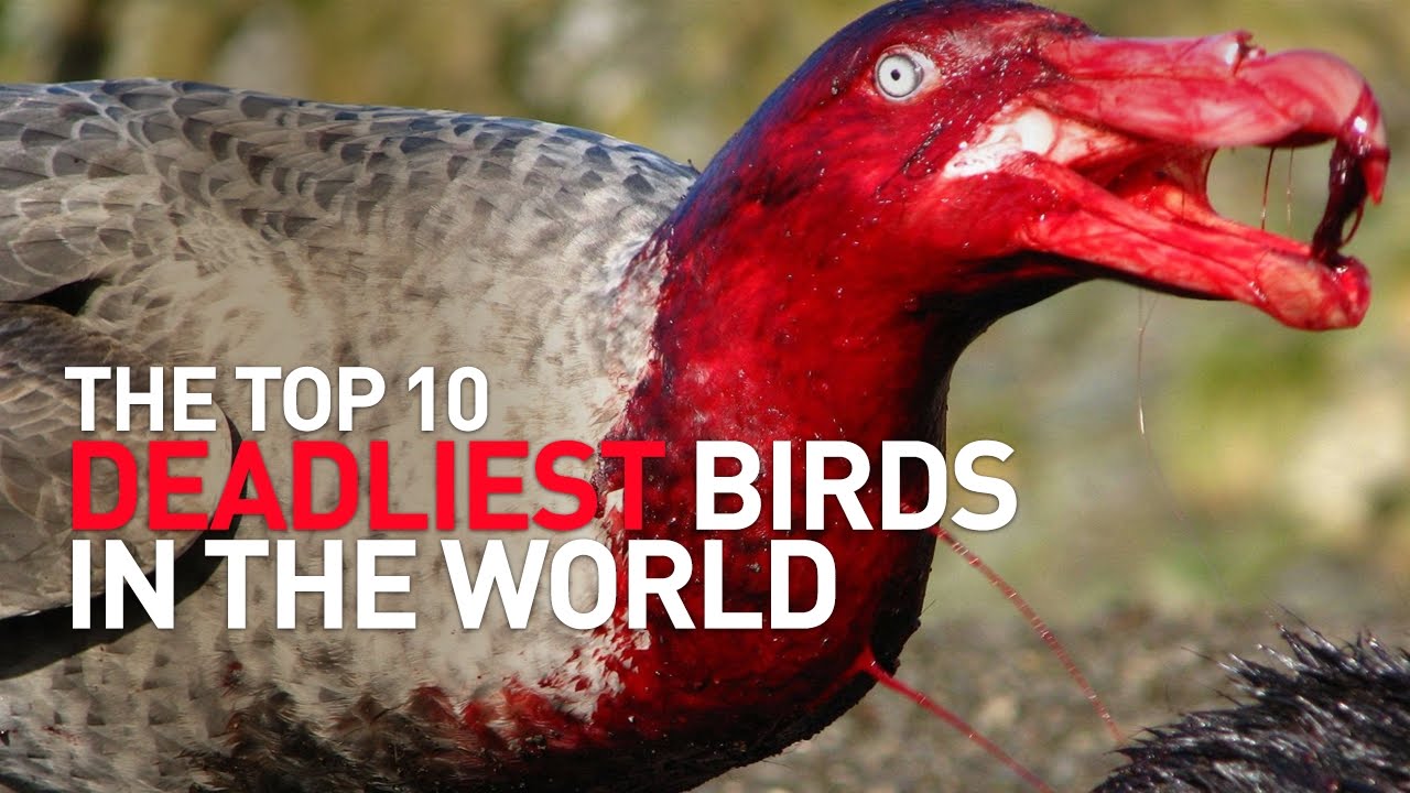 Top 10 Deadliest Birds In The World Vrogue Co Top 10 Deadliest Birds In The World Vrogue Co