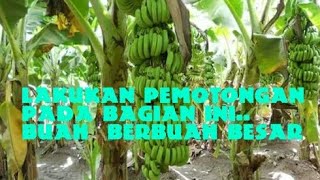 Tips Memotong Pisang Ambon  agar Cepat Berbuah Besar !