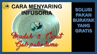 Cara menyaring Infusoria supaya bersih, simple, mudah, gak ribet dan gak pake lama