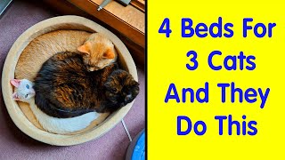 Funny Examples Of Cat Beds And Cat Logic - Funny Cat