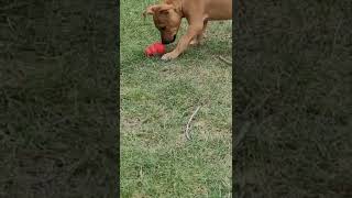 World's smallest kong ball? #apbt