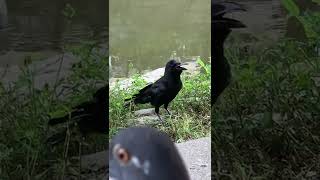 カラスさんいい顔してるね〜😊って撮ってたら、、、忍び寄る平和の象徴が🤣🤣🤣wwwwwww