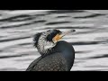 カワウの冬羽　繁殖羽great cormorant（河鵜、川鵜、学名 phalacrocorax carbo）カツオドリ目（sibley分類ではコウノトリ目）ウ科　dscn7616