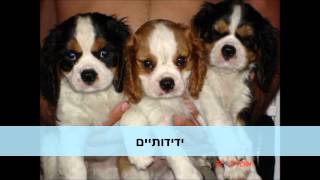 גורי קינג צ'ארלס קבליר 052-5848902 ROYDOGS