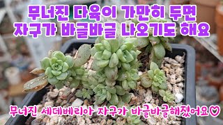 무너진 다육이 가만히 두면 자구가 바글바글 나오기도 해요 / 여름에 무너진 세데베리아 자구가 바글바글해졌어요 / #다육이 #다육이키우기 #succulents