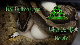 My Ball Python Laid Eggs! What Do I Do Now! How To Pull Eggs, Set Hatch Box, & Prepare New Mama 🤙🏻