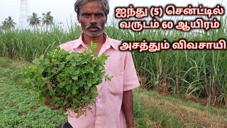 அதிக செலவு இல்லாமல் புதினா சாகுபடி|விவசாய ஆர்வலர்கள்|Rajesh T