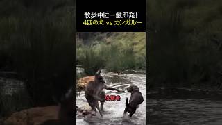 4匹の犬vsカンガルー #海外 #動物