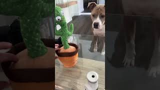 My dog’s reaction to the dancing cactus