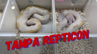 Tampa Repticon February 2023