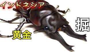 【クワガタ】115話 オウゴンオニ ローゼン 掘り出し 新成虫