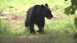 クマを「指定管理鳥獣」に追加へ　専門家検討会、共存共生難しく「すみ分け」実現を (24/02/08 18:30)