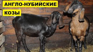 Разведение коз Англо-нубийской породы как бизнес | Козоводство | Англо Нубийские козы