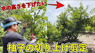 【柑橘剪定シリーズ】高さを下げるときはどうするの！？柚子の剪定！切り上げ剪定！【長崎県 みかん農家 平田守さん】