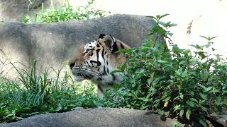 ローラ母さん　アムールトラ　浜松市動物園にて　2022年7月25日 00182