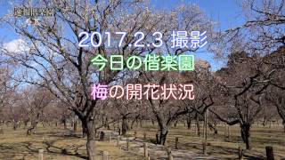 2017.2.3撮影　今日の偕楽園（最新梅の開花状況）4K