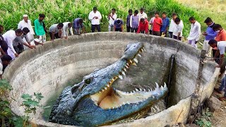 Крокодилы Гиганты, Которых Удалось Заснять на Камеру