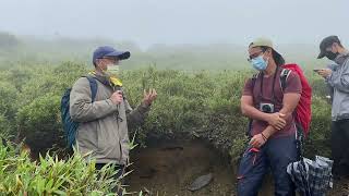 2022/07/03 合歡山生態之旅-1-玉山水苦蕒、早田氏香葉草、高山艾、玉山箭竹