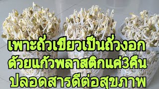 วิธีเพาะถั่วงอกในแก้วพลาสติกง่ายๆปลอดสาร3คืนเต็มแก้วคุณเองก็ทำได้