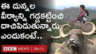 Toda Buffalo: ఈ దున్నపోతుల వీర్యాన్ని గడ్డకట్టించి భద్రపరుస్తున్నారు ఎందుకంటే.. | BBC Telugu