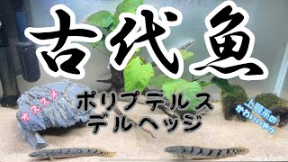 古代魚ポリプテルスデルヘッジ【上顎系】オススメ！ミズミミズについてと繁殖方法についても解説