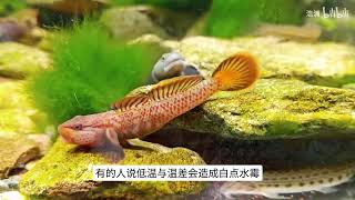 养虾虎需要加温吗？养虾虎温度多少最合适？我们自己当地野采的虾虎都是不需要加温的。