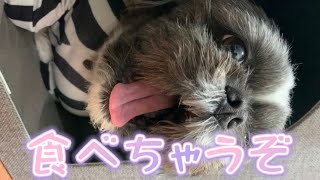 【シーズー】どこだ！？　Shih Tzu dog🐶　#Shorts　＃dog